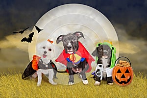 Halloween Dogs in a Field with Moon
