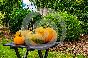 Halloween and fall background, Green with orange pumpkins on a garden table, Seasonal holiday background