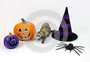 Halloween Ferret on a White Background