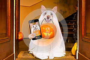 Halloween ghost dog trick or treat