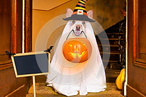 Halloween ghost dog trick or treat