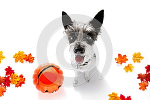 Halloween ghost dog trick or treat