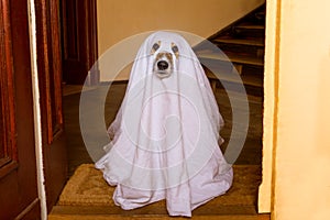 Halloween ghost dog trick or treat