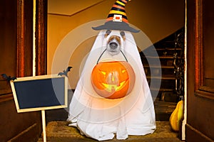 Halloween ghost dog trick or treat