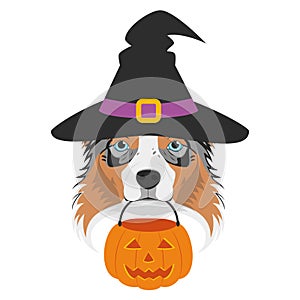 Halloween greeting card. Australian Sheperd dog dressed as a witch with black hat and a pumpkin in the mouth