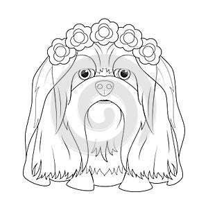 Halloween greeting card for coloring. Lhasa Apso dog dressed as a ghost with purple flowers on his head and a wedding veil
