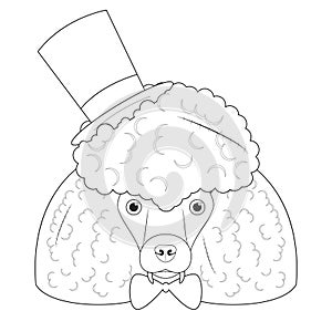 Halloween greeting card for coloring. Poodle dog with top hat, bow tie and several scars