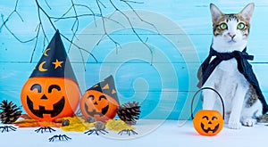 Halloween holiday background with spider, webs, cat and jack lantern on blue wooden table with copy space for text. Flat lay, top