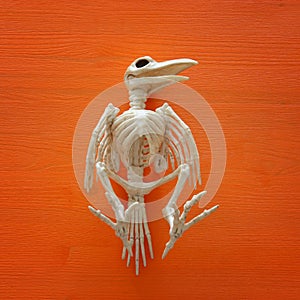 Halloween holiday minimal top view image of bird skeleton over o