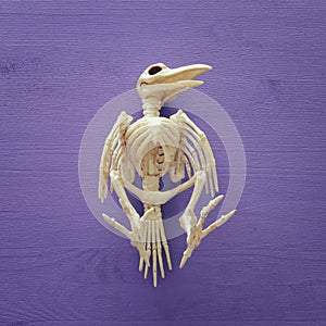 Halloween holiday minimal top view image of bird skeleton over p