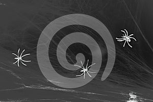 Halloween or horror background concept. Spiders and cobwebs on a dark black background. Selective focus. Copy space
