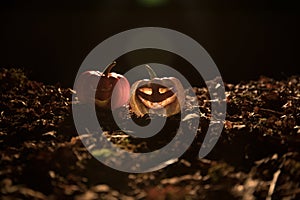 halloween jack-o-lantern on autumn leaves. Scary Halloween Pumpkin looking through the smoke. Glowing