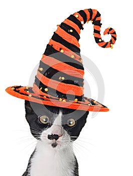 Halloween kitten