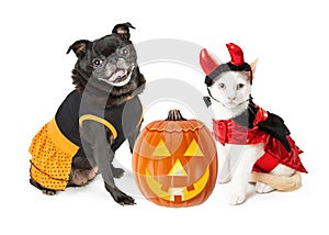 Halloween Kitten and Dog With Pumpkin