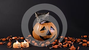 A Halloween kitten sits in a bucket of pumpkin, candy falls on top.