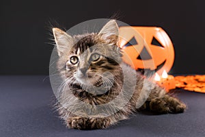 A Halloween kitten sits near a pumpkin on a black background. Card for a holiday with a cat.