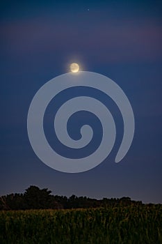 Halloween moon over a midwest corn field