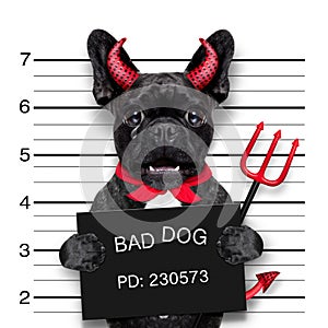 Halloween mugshot dog