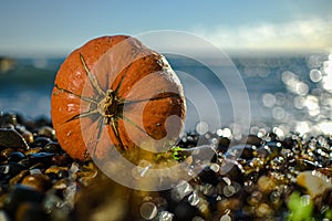 Halloween orange pumpkin on pebble beach sea coast