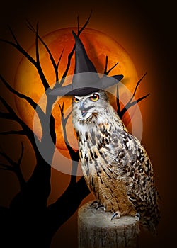 Halloween Owl with hat