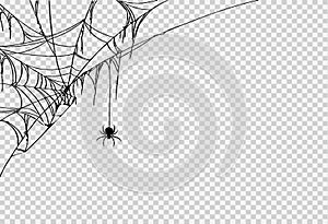 Halloween party background with spider hanging from spiderwebs isolated png or transparent texture,blank space for text,element