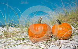 Halloween party on the beach. Pumpkin Jack-o`-lantern. Jack o lantern for Happy Halloween. Autumn season. On background ocean. Aut