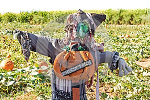 Halloween party celebration with a close up of a fun friendly green face witch scarecrow in a pumpkin patch with pumpkin patch sig