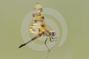 Halloween Pennant