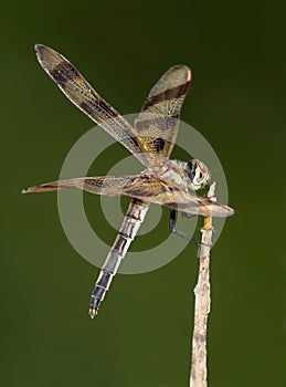 Halloween Pennant photo