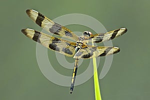 Halloween pennant dragonfly