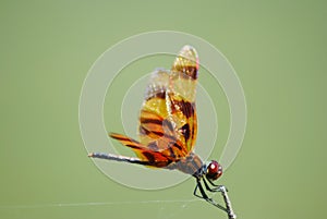 Halloween pennant dragonfly