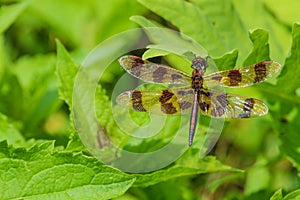 Halloween Pennant Dragonfly