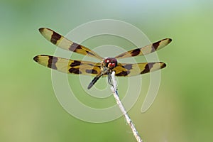 Halloween Pennant Dragonfly - Celithemis eponina