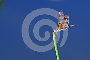 Halloween Pennant Dragonfly - Celithemis eponina