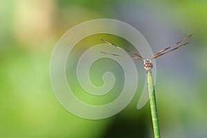 Halloween Pennant Dragonfly - Celithemis eponina