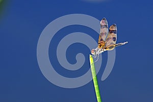 Halloween Pennant Dragonfly - Celithemis eponina photo