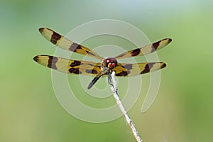 Halloween Pennant Dragonfly - Celithemis eponina photo