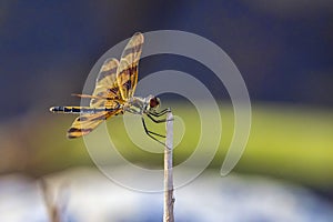 Halloween Pennant Dragonfly, Closeup
