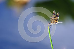 Halloween Pennant Dragonfly - Celithemis eponina photo