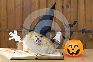 Halloween Pet. Cute dog spitz witch costume in black hat with magic spell book, pumpkin, Jack o Lantern bucket,