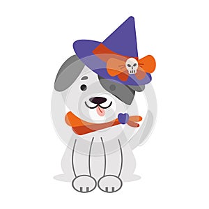 halloween pet disguised witch