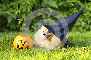 halloween pet. happy red haired ginger dog Pomeranian spitz in black hat witch costume with pumpkin Jack, bucket for candy