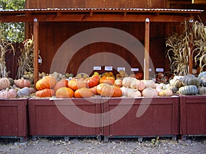 Halloween Produce Stand