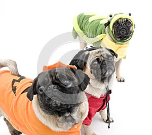 Halloween Pugs