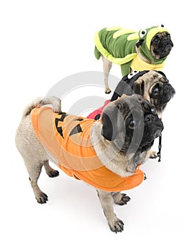 Halloween Pugs