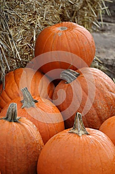 Halloween pumpkin with bales of Straw