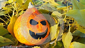Halloween pumpkin with black mouth and eye stickers. The orange vegetable pumpkin lies on the autumn yellow poplar