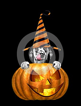 Halloween pumpkin with cute dog in funny hat - isolated on black