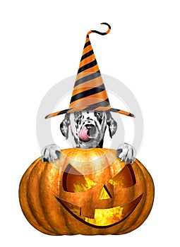 Halloween pumpkin with cute dog in funny hat - isolated on white