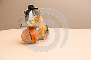 Halloween pumpkin with cute and funny guinea pig